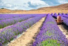 L’agricultura ecològica: aliada en la protecció de la biodiversitat
