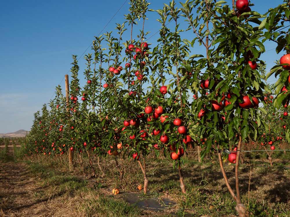 agricultura ecológica