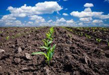 PAC: Avances insuficientes para una transformación verde de la alimentación y la agricultura europeas PAC