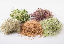 Germinats: vida i energia al teu plat germinats per als teus plats