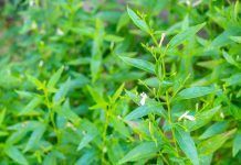 Andrografis, posible tratamiento contra enfermedades víricas respiratorias Andrografis Andrographis paniculata