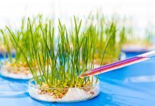 CRISPR: una nova i polèmica tècnica d’enginyeria genètica