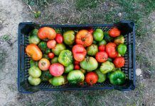 Comedores escolares sostenibles y saludables en València