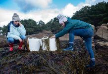 Les algues busquen fer-se un lloc en les cuines espanyoles Las algas, un alimento que destaca por sus propiedades nutricionales