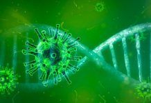 Descubren que la lactoferrina es eficaz contra el coronavirus