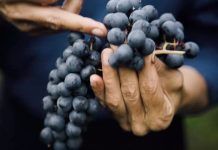 Agricultura biodinámica: sanando el mundo a través de la agricultura Biodynamic farming