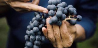 Biodynamic farming: healing the world through agriculture Biodynamic farming