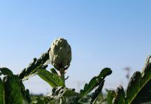 Cap al nou Reglament UE per a la producció ecològica