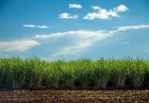 The Directory of Organic Certifiers is Live