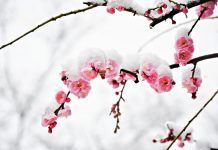 Las Flores de Bach, un camino hacia el equilibrio y la salud