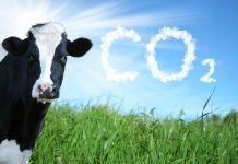 L’impacte climàtic del consum de carn