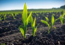 MEP Sarah Wiener: “Our children will have to live as Cyborgs if we don’t bring food and farming back to nature”