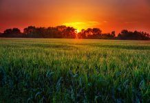 Organic Trade in and with North Africa Organic Trade in and with North Africa