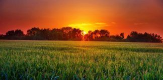 Organic Trade in and with North Africa Organic Trade in and with North Africa