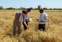 Organic Agriculture is a sustainable alternative for developing economies