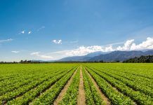 Fill the dish with 25% organic in 2030: additional targets and instruments for market growth are needed agriculutra ecológica