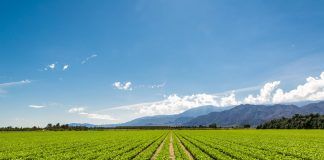 Fill the dish with 25% organic in 2030: additional targets and instruments for market growth are needed agriculutra ecológica