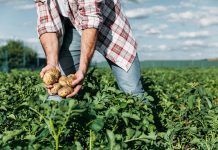 Farm to Fork: the role of organic and digital training activities to reach the objectives Farm to Fork Patatas Ecológicas