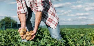 Farm to Fork: the role of organic and digital training activities to reach the objectives Farm to Fork Patatas Ecológicas