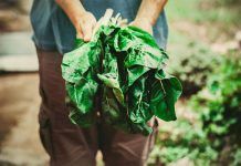 Sector Ecològic: què ens espera aquest 2021? sector ecológico acelgas