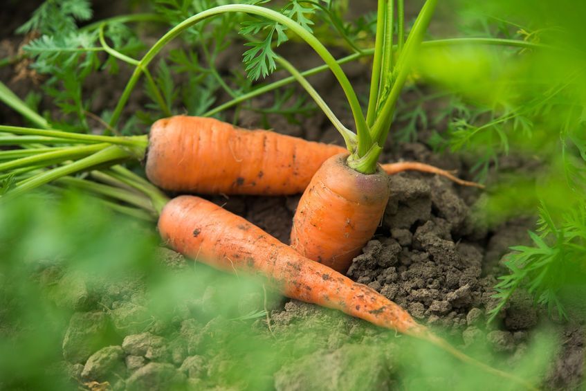 Fresh harvest of carrots on the field in sunny weather