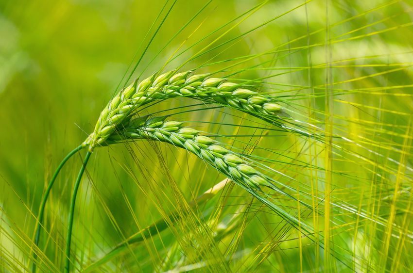 Green ears of barley