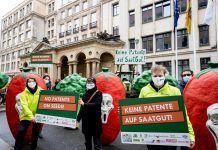 No Patents on Seeds! – Prohibition on patenting conventional breeding is being circumvented