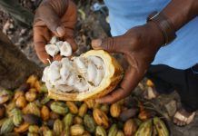 La venta de cacao certificado con sello Fairtrade crece en España más de un 730% La venta de cacao certificado con sello Fairtrade crece en España más de un 730%