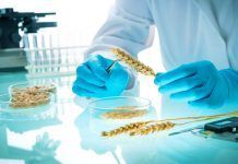 Desregulación de los nuevos OGM: el movimiento ecológico levanta la bandera roja Deregulating New Genomic Techniques: Organic movement raises red flag