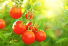 1 de cada 4 aliments conté residus de pesticides segons l’Estudi Efsa 2019
