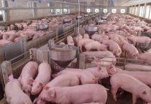 La cria dels porcs La cría de los cerdos