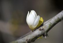 Extracte d’escorça de magnòlia Extracto de corteza de magnolia