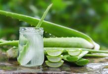 Aloe Vera: cuida tu cuerpo también desde dentro aloe vera