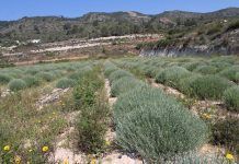 Herbes del Molí: pionera i líder de les plantes aromàtiques i medicinals ecològiques Herbes del Molí: pionera y líder de las plantas aromáticas y medicinales ecológicas