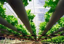 Només cal afegir aigua: la batalla sobre la “hidroponia ecològica”