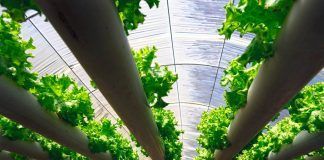 Just add water: The battle raging over ‘organic hydroponics’