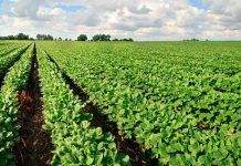 Chemical drift onto organic fields: the phosphonic acid