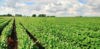 Chemical drift onto organic fields: the phosphonic acid