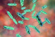 Salmonelosis: ¿quién no teme a la Salmonella? Salmonelosis: ¿Quién no teme a la Salmonella?