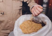 Semillas ecológicas: el futuro de la producción agrícola semillas ecologicas