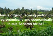 Can organic agriculture improve yields and incomes for smallholder farmers in Africa?