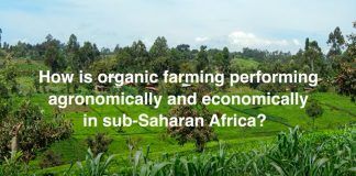 Can organic agriculture improve yields and incomes for smallholder farmers in Africa?