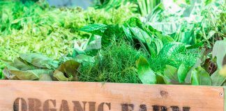 IFOAM Organics Europe’s 20th anniversary: Taking stock & looking ahead