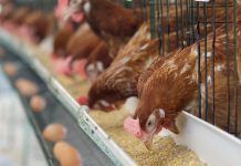 ¿Qué comen los animales que comemos? ¿Qué comen los animales que comemos?