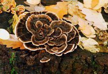 Trametes versicolor: fong medicinal que estimula el sistema immunològic Trametes versicolor
