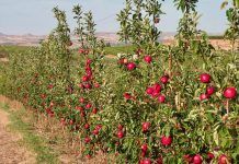 El trànsit de les pomes i peres més ecologiques