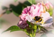 Más de un millón de personas piden el fin de los plaguicidas en la UE Salvar a las abejas