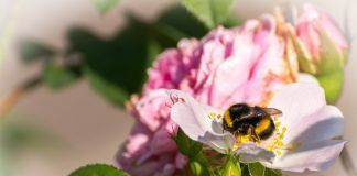 Over one million citizens demand an end to toxic pesticides in the EU Salvar a las abejas