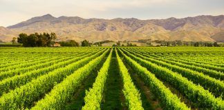 Organic movement warns of insufficient ambition in CAP Strategic Plans New CAP