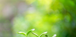 How to make organic plant breeding mainstream How to make organic plant breeding mainstream